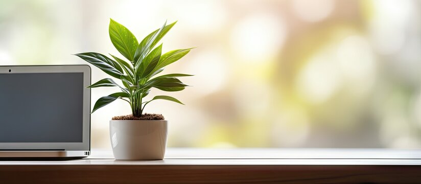 A fresh green plant with big leaves sits in a white vase on a wooden floor There is a laptop nearby creating a work from home environment This copy space image promotes eco friendly concept and tech
