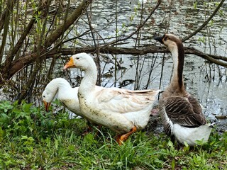 Geese in the village