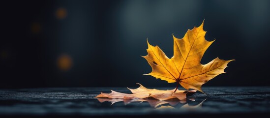 Seasonal concept with a fall yellow maple leaf resting on a dark surface featured on an autumn floral design greeting card for Thanksgiving day Copy space image