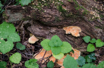 Mushrooms growing on a fallen tree in the forest. Selective focus.