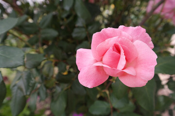 Rosa