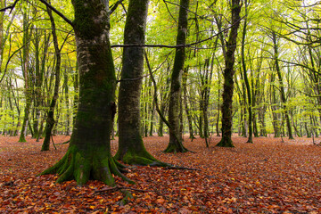 Yellow leaves in the forest on the ground.