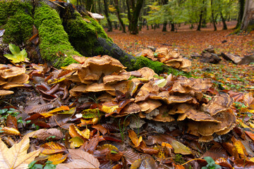 Small mushrooms grown on a tree.