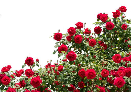Red flowering rose bush as frame border isolated, suitable for graphic projects