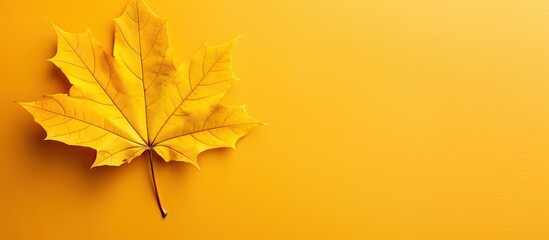 A top view of a single autumn maple leaf resting on a textured bright yellow background creating a visually captivating copy space image