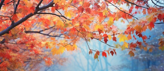 In autumn the leaves of trees display vibrant colors copy space image