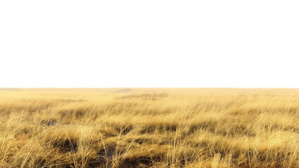 Obraz premium Cutout dried grass meadows savanna field isolated on transparent background 