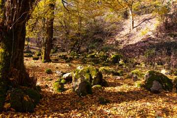 Yellow leaves in the forest on the ground.