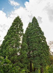 Naklejka premium Huge Pine Trees .Green Pine Trees 