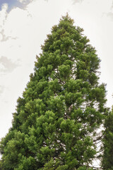 Naklejka premium Huge Pine Trees .Green Pine Trees 