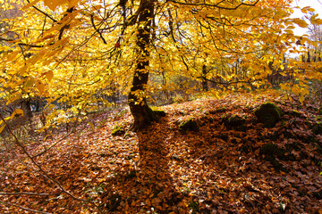 Yellow leaves in the forest on the ground.