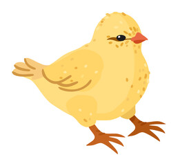 Chicken. Vector isolated illustration.