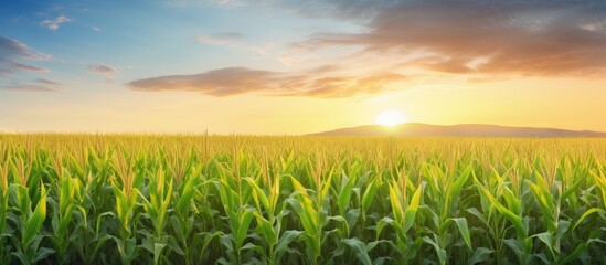 A vibrant sunrise illuminates a vast field of corn with ample space for adding images or text
