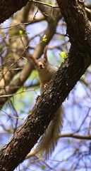 squirrel on a tree