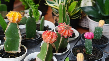 various grafted moon cactus in pots © wahid HA
