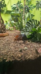 Obraz premium waterfall in a garden