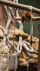 the squirrel on the tree