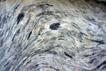 wood texture