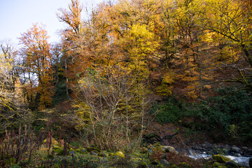 Obraz premium Clear river in the autumn forest. Azerbaijan.