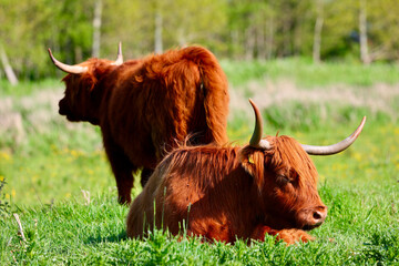 The free-ranging Scottish Highland Cow in dutch park area. Leidschendam, The Netherlands.