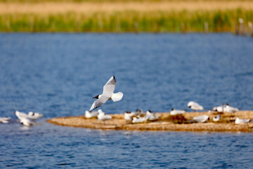 Black-headed Gull in a bird park.