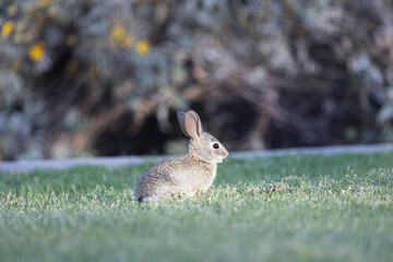 A small desert cottontail (Sylvilagus audubonii) rabbit in evening light.