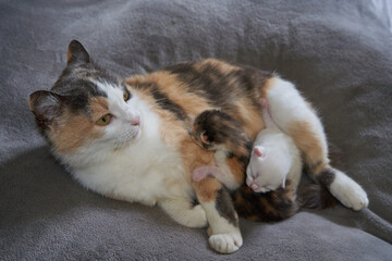 mother cat with two small kittens, newborn kittens sleep on a cat on a bed