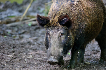 Roaming boar in the National park in Lelystad, The Netherlands.
