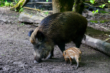 Family of wild boars roaming and playing in the National park in Lelystad, The Netherlands.