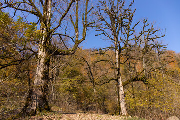 Large trees are covered with green moss.