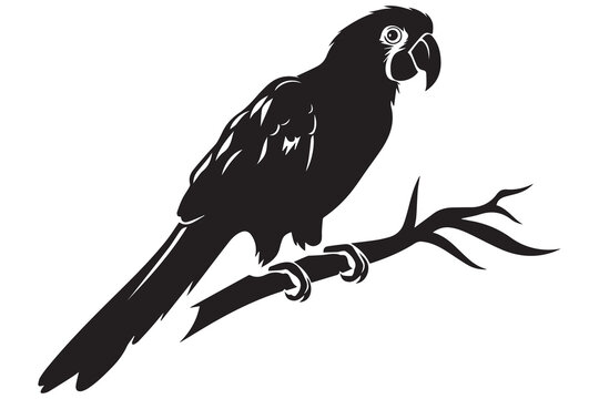 parrot silhouettes vector illustration