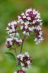 Oregano blossoms, single shrub against a soft background