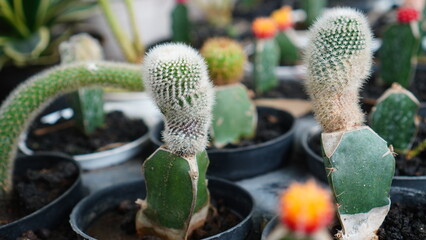 white cactus in the garden