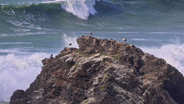 White storks in their nest on a cliff along the coastline of Odeceixe, Algarve in Portugal.