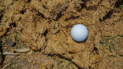 Golf ball on lephant poop in the evening golf course with sunshine background.