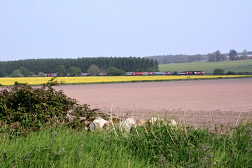 A long train is passing on the railway behind a yellow field of rapeseed. Agriculture and...