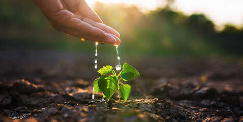 hand is watering a small plant in a dry field