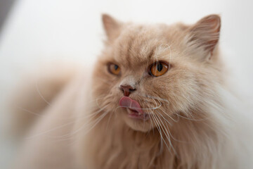 In abundant sunlight against a white background, a British longhair cat awaits its owner to feed it, having waited so long that it's almost drooling while licking its tongue.

