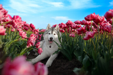 adorable happy black and white siberian husky in the charming pink tulip flowers field