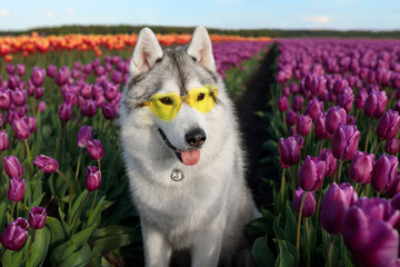 adorable happy black and white siberian husky in the charming purple tulip flowers field with the...