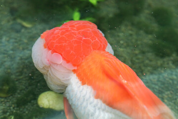 Goldfish swimming in aquarium fish pond close up