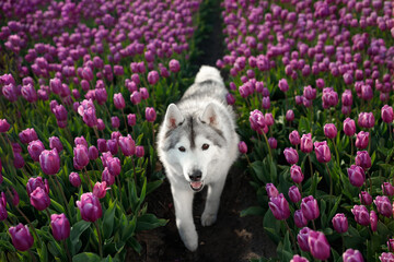 adorable happy black and white siberian husky in the charming purple tulip flowers field