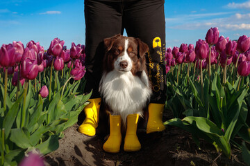 adorable happy australian shepherd in the charming purple tulip flowers field in the yellow boots...