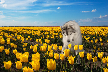adorable happy black and white siberian husky in the charming yellow tulip flowers field