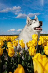 adorable happy black and white siberian husky in the charming yellow tulip flowers field