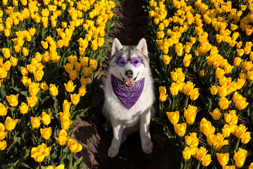 adorable happy black and white siberian husky in the charming yellow tulip flowers field with...