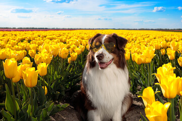 adorable happy australian shepherd in the charming yellow tulip flowers field