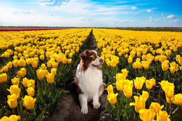 adorable happy australian shepherd in the charming yellow tulip flowers field
