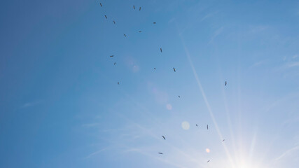 Sunny sky full of storks