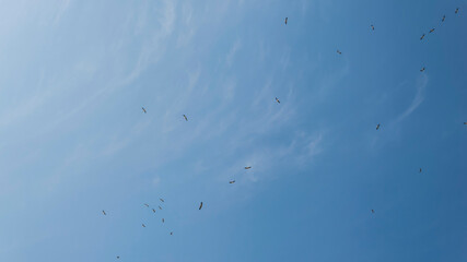 Sunny sky full of storks